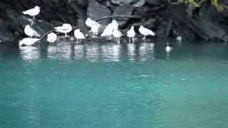 preview picture of video 'AFOGNAK ISLAND WILDLIFE BIRDS AND DUCKS'