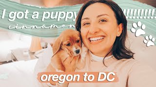 I GOT A PUPPY | bringing my beagle puppy home