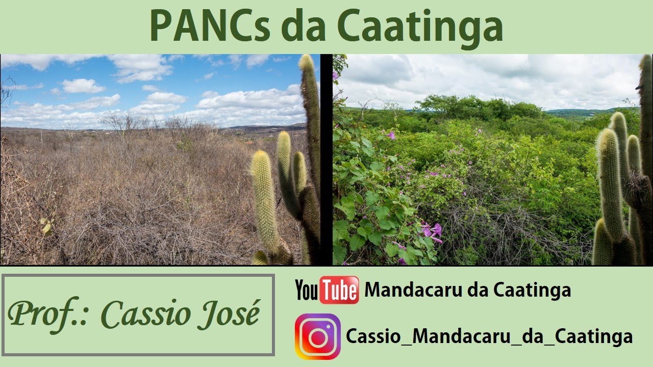 Palestra: Plantas comestíveis da Caatinga (UFPB-CCA )