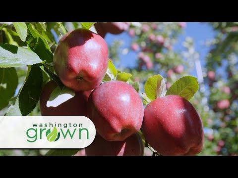 Apples | Washington Grown | S6E10