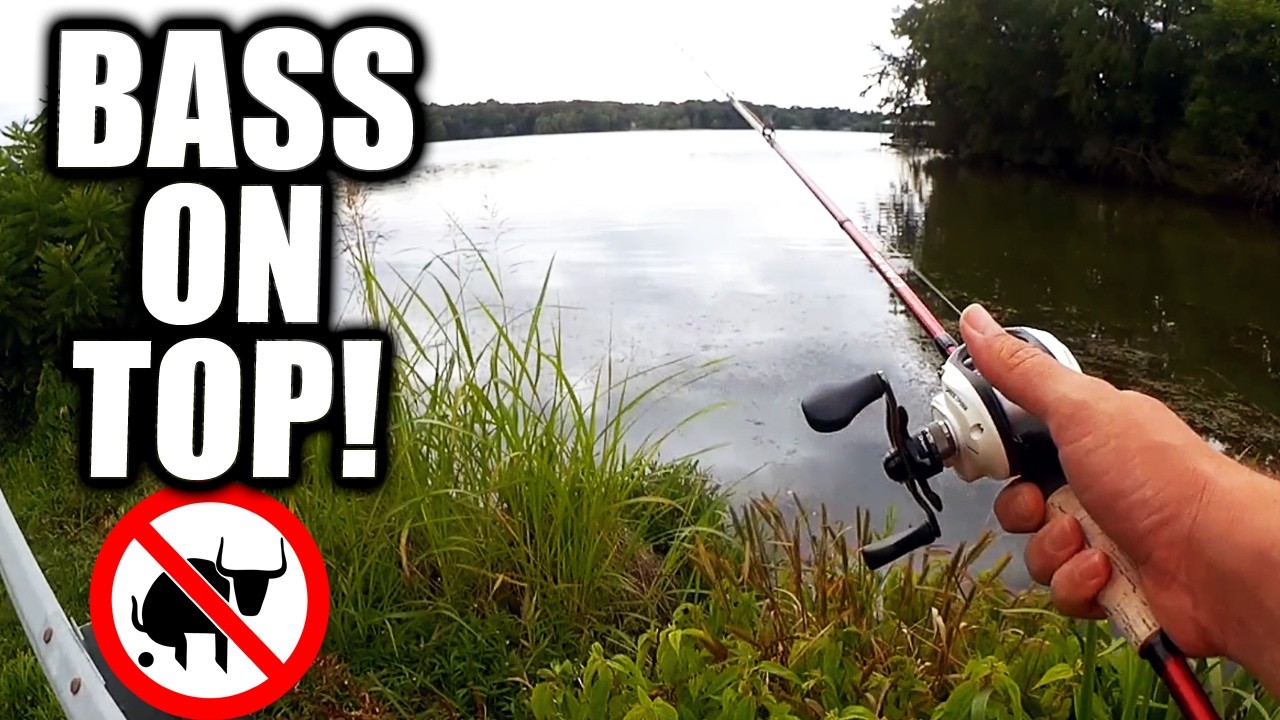 Topwater Bass Fishing In The Weeds (Bank Bass Fishing)