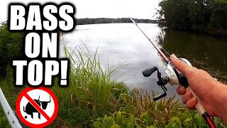 Topwater Bass Fishing In The Weeds (Bank Bass Fishing)