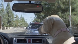 Subaru Dog Tested | Subaru Commercial | Windshield Wiper