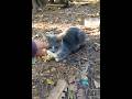 Once He Realizes Ends In A Slap ️ Cute Gray Tabby ️ Shorts