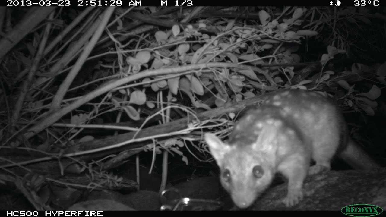 What do we know about quolls in the Pilbara?