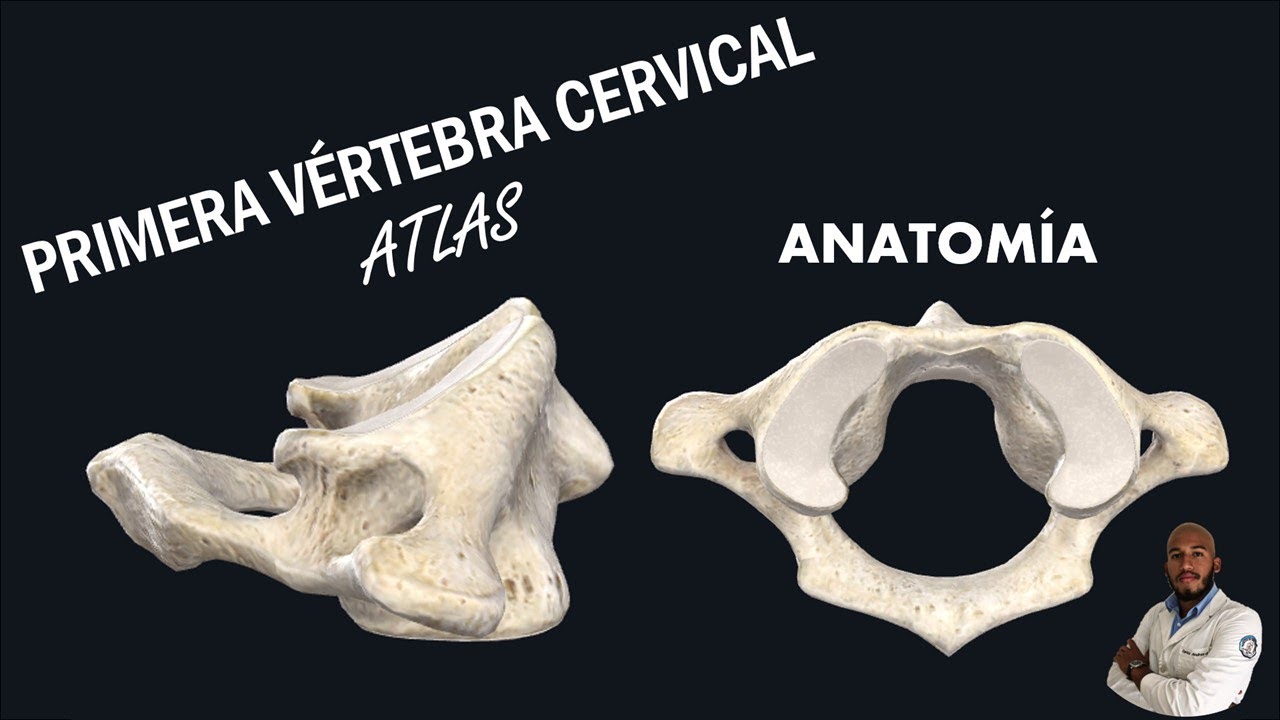 Anatomía - PRIMERA VÉRTEBRA CERVICAL en 3D!!!