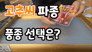 고추씨 품종 선택은?  극대과 조생 품종 이거로?