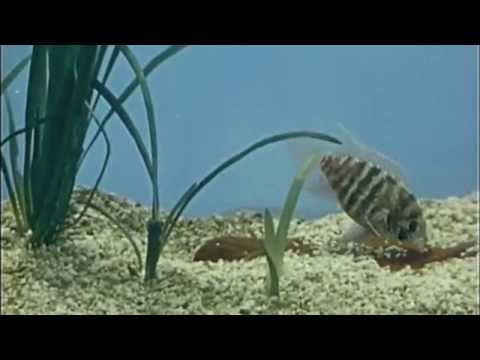 Nehruviandoom - Mean the most