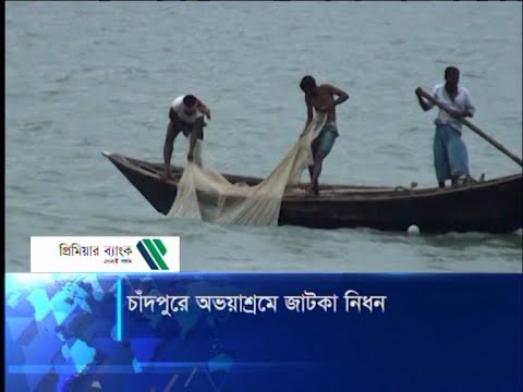 চাঁদপুরে অভয়াশ্রমে জাটকা নিধন