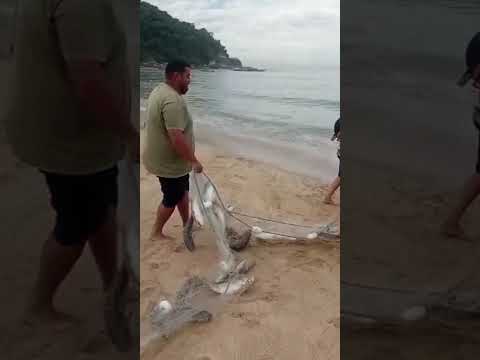 Tainha ilhota itapema Santa Catarina.