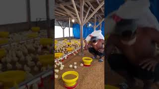 Download lagu Aktifitas pemeliharaan ayam broiler dimasa brooding (pengindukan) #ayambroiler #anakkandang mp3