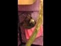 Black eared marmoset monkey Abby hates cigarettes