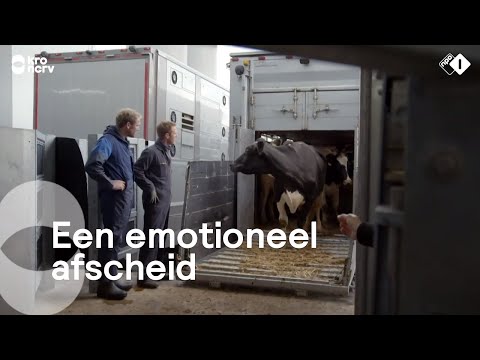 , title : 'Boer Frans brengt met pijn in z'n hart zijn koeien naar de slacht | Onze boerderij'