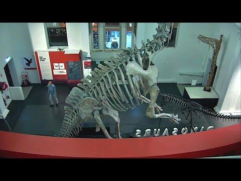 Verbotene Selfies vor Dino-Skeletten: Mann dringt in der Nacht in Museum ein | AFP