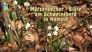 preview picture of video 'Märzenbecher Blüte am Schweineberg in Hameln'