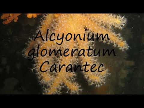 How to pronounce Alcyonium glomeratum  Carantec in English?