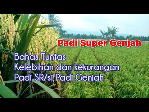 Advantages and disadvantages of SR rice