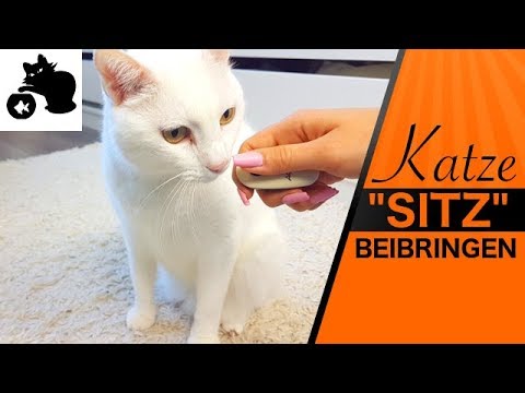🔥Teaching your cat to sit - Clicker training for cats / Tips & Tricks / "Sit" tutorial