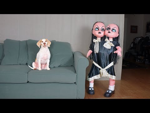 Funny Dogs vs Evil Twins Prank: Funny Dogs Maymo, Penny & Potpie