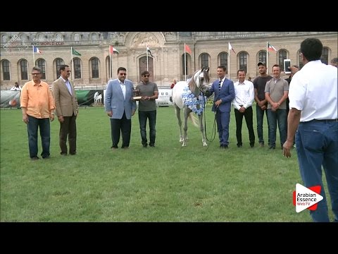 BRONZE - N.65 D HAJES - Chantilly 2016 World Cup - Colts Championship (Class 15)
