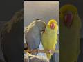 This was so cute 🥹 #couplegoals #couple #talkingbird #talkingparrot #cuteanimals #parrot #irn - BeakerBeak This was so cute 🥹 #couplegoals #couple #talkingbird #talkingparrot #cuteanimals #parrot #irn