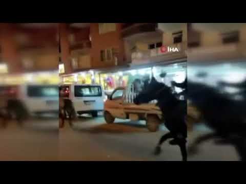 At ile video çekerken arabayla çarpıştı