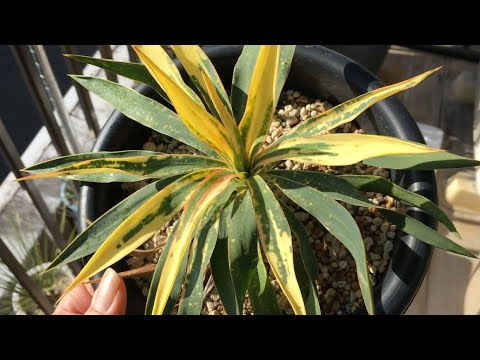 屋外のユッカを適切に維持して現代の景観を向上させるにはどうすればよいでしょうか?  庭園