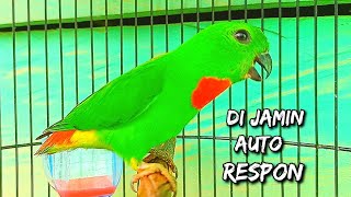 Download lagu #SERINDITPIKAT Suara Serindit pikat paling di cari, SERINDIT MEMANGGIL 100% AMPUH & TERBUKTI mp3
