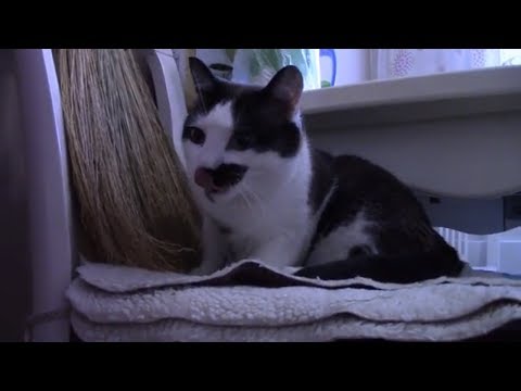 Шикарная зубная щетка. Скай сноу шу