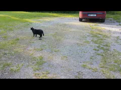 Fågelturken, farlig fågelturk