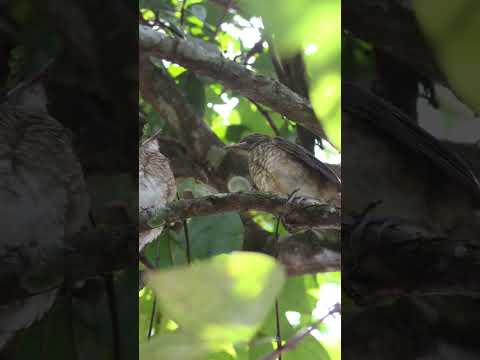 cuenca de la mazonia Colombia piamonte cauca