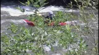 preview picture of video 'Kayak Valea Jiului'