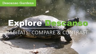 Compare and contrast different habitats at Descanso and learn about the animals that call the gardens home.
