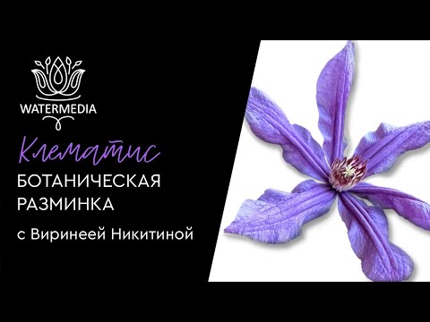 Рисуем клематис с Виринеей Никитиной  Ботаническая разминка. Эфир от 24.08.24.
