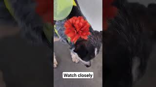 Dog swallows bone whole #shorts