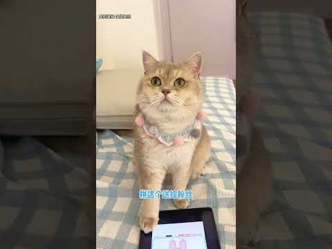 招財居然是隱藏的拼豆高手！？大家來評評誰做的更好呢#lucky #cat #萌寵 #cute #funny #shorts