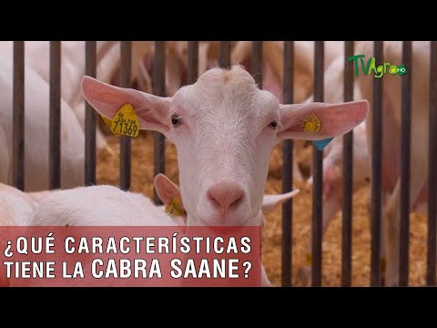 , title : 'Qué características tiene la cabra Saane - TvAgro por Juan Gonzalo Angel Restrepo'
