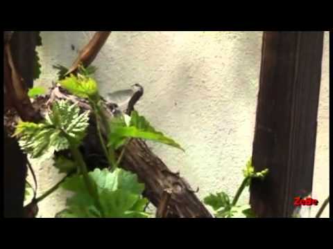 Season of 2015 started.