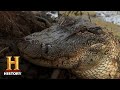 Swamp People Troy Hunts 17 BIG GATORS To End The Season Season 11 History