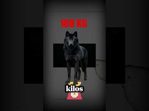 The Alpha Black Wolf: The World’s Most Dangerous and Powerful Wolf