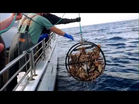 download lagu mp3 mp4 Crab Charter San Francisco, download lagu Crab Charter San Francisco gratis, unduh video klip Crab Charter San Francisco