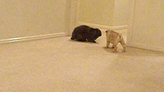 Pug meets rabbit