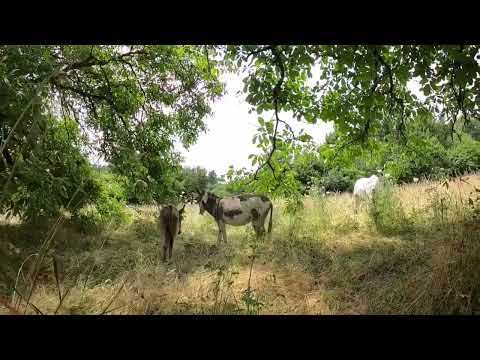 Sfeerbeelden van de paard-en ezeltrack #45