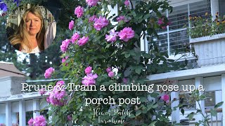 Climbing Rose: how to prune and train up a post for lots of blooms!