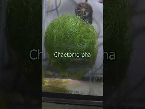 Spinning Algae!