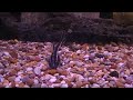 Orinocodoras eigenmanni Orinocodoras eigenmanni