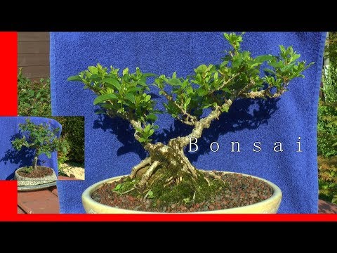 Bonsai Pflege Moos pinzieren praktische Anwendungen Weißdorn, Forsythie und Potentilla Bonsai