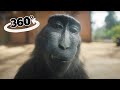 360 VR Rizz Monkey EDIT