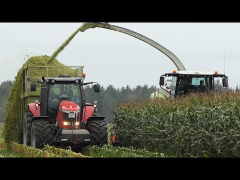 Claas Jaguar 960 in the field chopping corn | Maisernte / Mais Hakselen 2020 | DK Agriculture