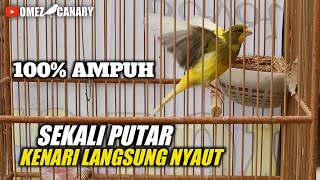 Download lagu PANCINGAN KENARI MACET‼️SUARA KENARI BETINA BIRAHI mp3